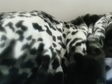 Stripchat Live Porn of Nellybba