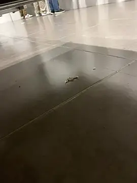 Stripchat Free Live Porn of TheKingThiago