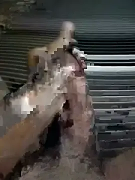 Stripchat Live Sex Cam of TidalRinggit