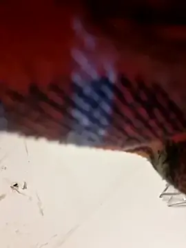 Stripchat Live Porn of Cchorreando