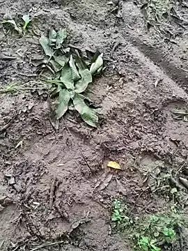 Stripchat Adult Webcam of shaoshao-7758