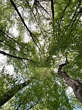 Stripchat Free Porn Cam of amo660