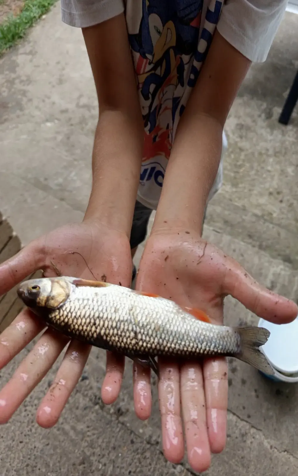 Savonani