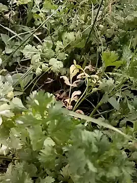 Stripchat Best Webcam of Hot_malika1