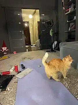 Stripchat Live Sex Cam of Bastet