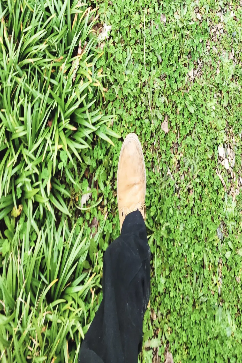 strip-dick