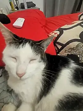 Stripchat Free Live Porn of therealbeverlycious